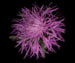   - Centaurea jacea L.