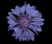   - Centaurea cyanus L.