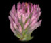   - Trifolium pratense  L.