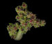   - Chenopodium rubrum L.