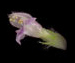   - Galeopsis bifida Boenn.