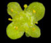   - Chrysosplenium alternifolium L.