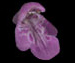    Stachys palustris L.