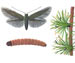   - Coleophora laricella 
