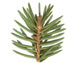   ()  Picea pungens