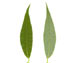   ()  Salix fragilis