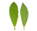    Salix myrsinifolia