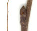    Betula pubescens
