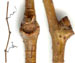     Parthenocissus quinquefolia