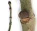    Fraxinus pennsylvanica