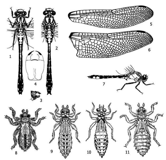     (Gomphidae): 1 -    (Gomphus vulgatissimus)   , 2 -    (Gomphus vulgatissimus)   , 3 -      (Gomphus vulgatissimus), 4 -     (Gomphus vulgatissimus), 5 -   , 6 -    , 7 -     , 8 -    (Gomphus vulgatissimus), 9 -    (Gomphus flavipes), 10 -    (Onychogomphus forcipatus), 11 -    (Ophiogomphus serpentinus)