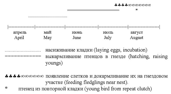Фенология размножения малого подорлика в Белорусском Поозерье в 1992–1998 гг.