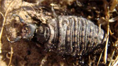 Личинка Acanthaclisis occitanica Rmb. — самая крупная личинка нашей фауны.