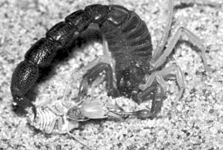 Сражение личинки Lopezus fedtschenkoi McL. со скорпионом Orthochirus scrobiculosus (Grube)