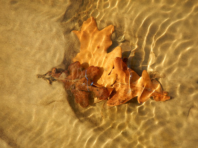 Дубовый лист в воде