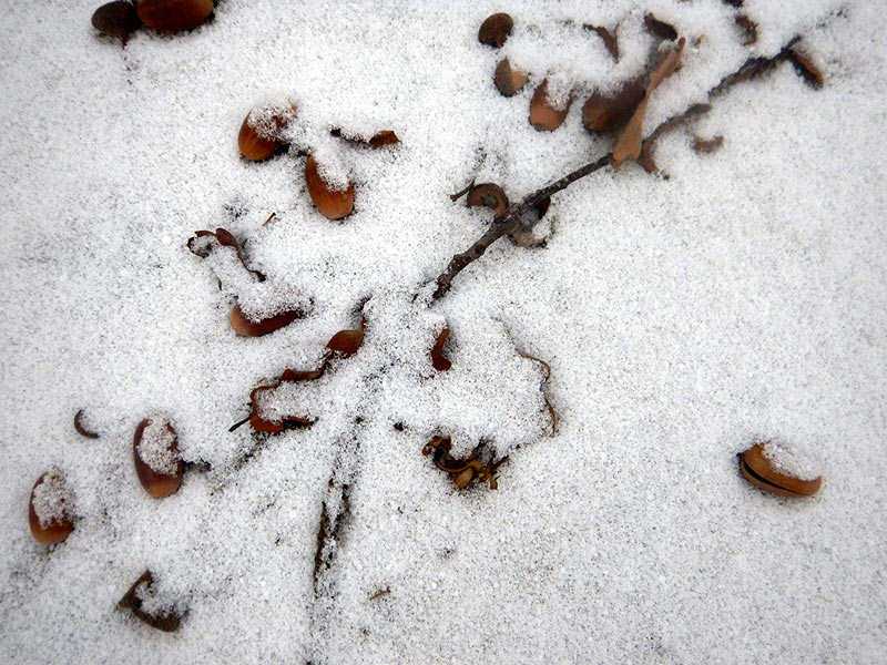 Дубовые листья в снегу
