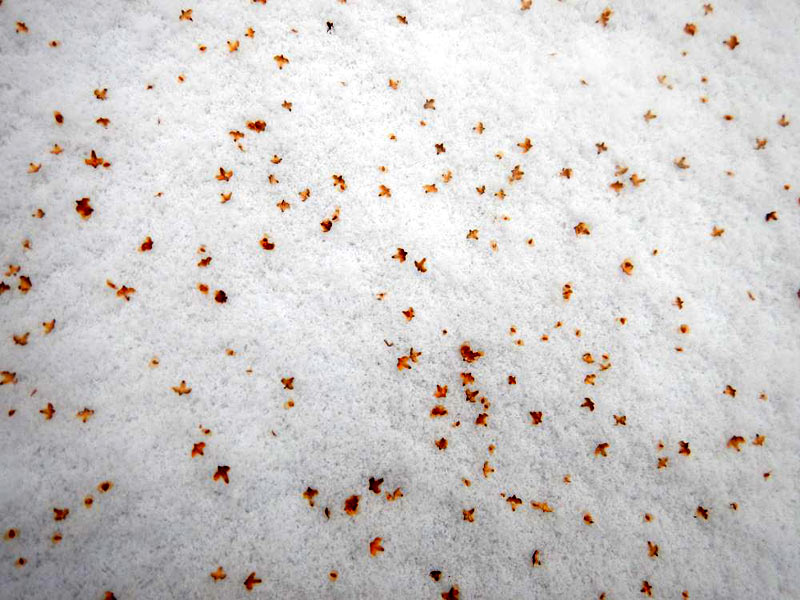 Березовые семена на снегу