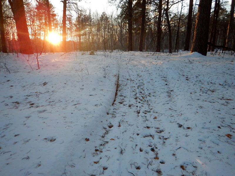 Закат в лесу зимой