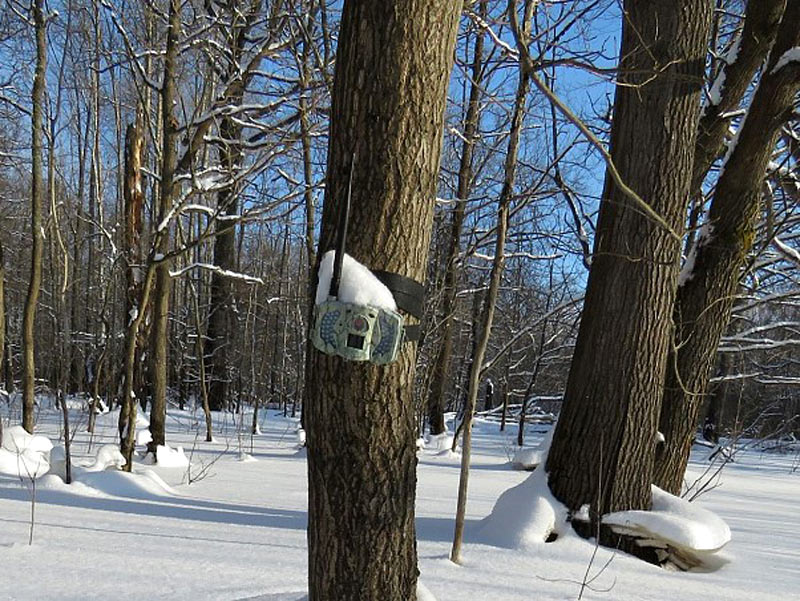Фотоловушка на дереве