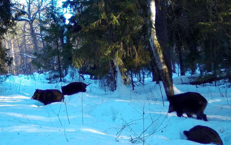 Стадо кабанов в лесу зимой