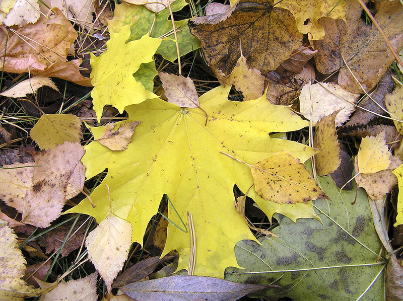 Осенние листья на земле