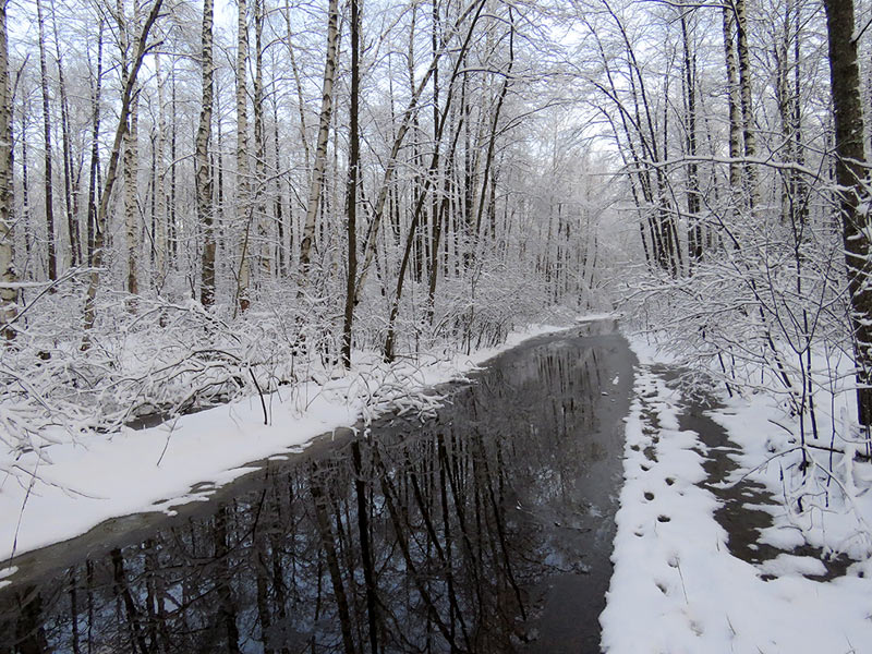 Зимний паводок в лесу