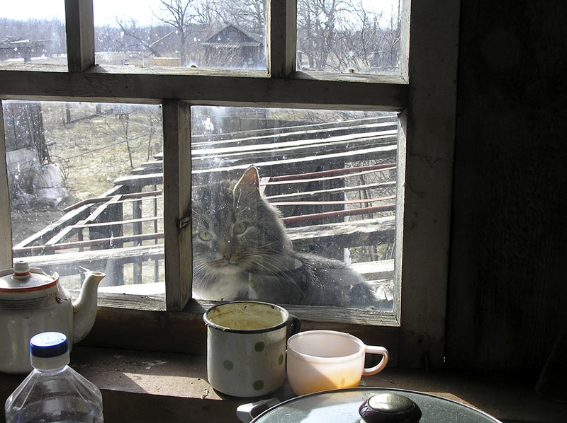 Кот на деревенском окне