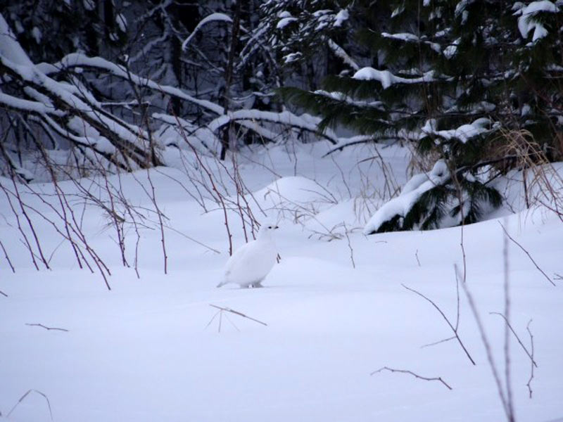 Белая куропатка на снегу