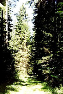 Moscow region coniferous forest