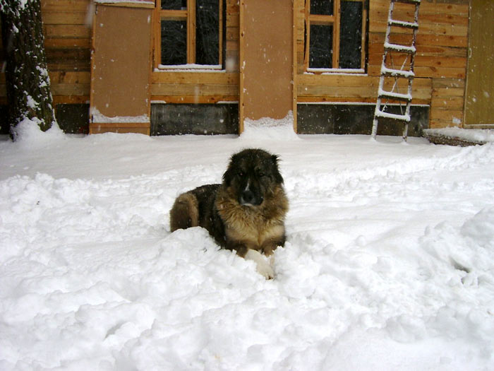 Зима 2003 года: на биостанции строится лабораторный корпус, а руководит строительством кавказская овчарка Пена (Пенка).