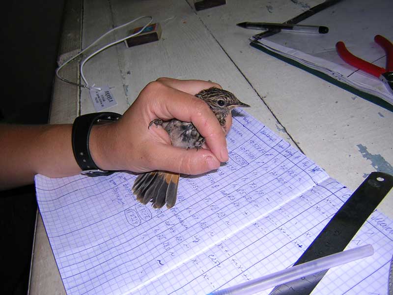 Школа Дикой Природы - 2005: исследовательская работа по морфометрии птиц