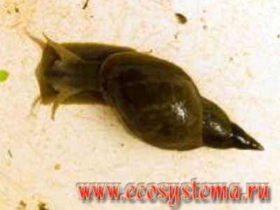 Прудовик (брюхоногий моллюск) - водные беспозвоночные реки и ручья в окрестностях биостанции Экосистема