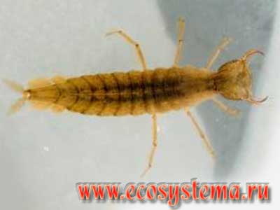 Личинка жука-плавунца - водные беспозвоночные реки и ручья в окрестностях биостанции Экосистема
