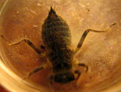 Личинка обыкновенной, или настоящей стрекозы (Libellula)