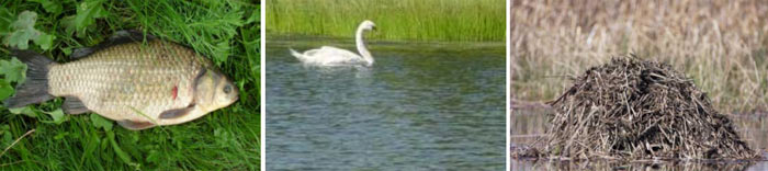 Фауна озера Домашнее: золотистый карась, лебедь, хатка ондатры