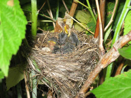 Птенцы садовой камышевки в гнезде