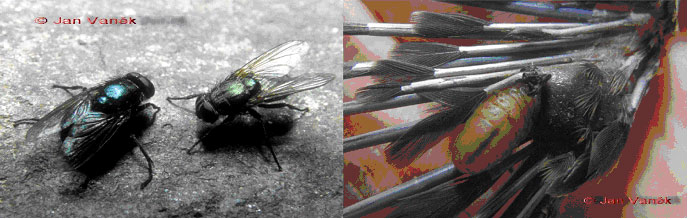 Особенности гнездования ласточки деревенской Hirundo rustica