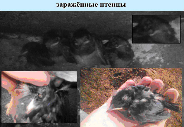 Особенности гнездования ласточки деревенской Hirundo rustica