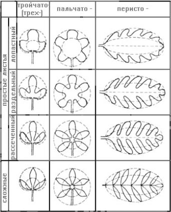 Типы расчленения пластинок простых листьев и классификация сложных листьев: