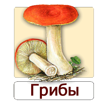 Мобильное приложение Полевой атлас-определитель грибов России