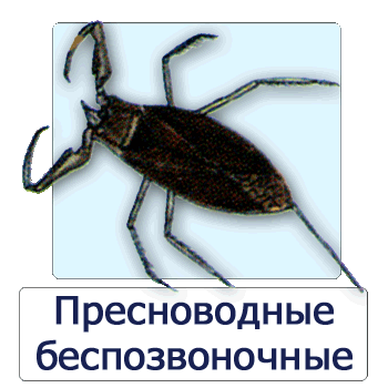 Полевой атлас-определитель пресноводных беспозвоночных животных России