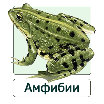 Мобильное приложение Полевой атлас-определитель земноводных (амфибий) России