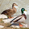 European Bird Sound Decoys: Songs, Calls, Voices for Android and iOS smartphones - see the full description