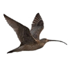 Mobile field guide Birds of Russia for Android smartphones - see the full description