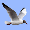 Mobile field guide Birds of Europe for Android and iOS smartphones - see the full description