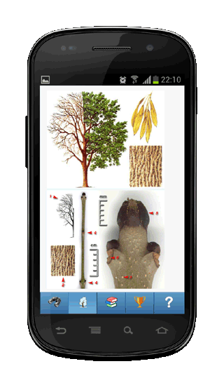 Мобильное приложение Полевой атлас-определитель деревьев зимой для Android - изображение вида