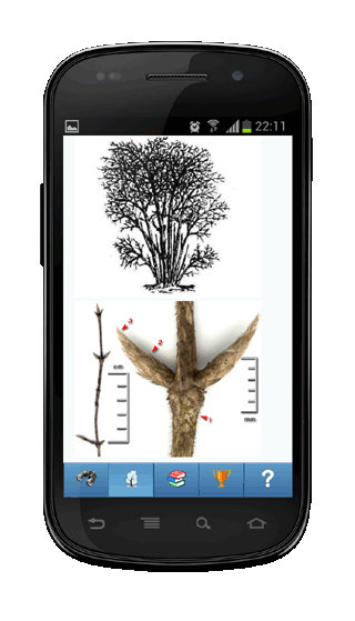 Мобильное приложение Полевой атлас-определитель деревьев зимой для Android - изображение вида