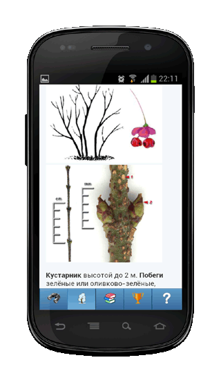 Мобильное приложение Полевой атлас-определитель деревьев зимой для Android - изображение и описание вида