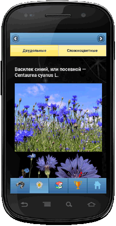 Мобильное приложение Полевой атлас-определитель травянистых растений (цветов) для Android - иллюстрации вида