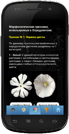 Мобильное приложение Полевой атлас-определитель травянистых растений (цветов) для Android - описание определительных признаков растений